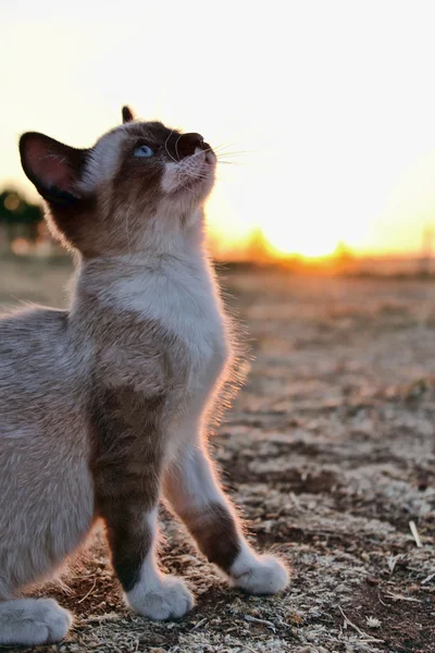 alanında küçük kedi
