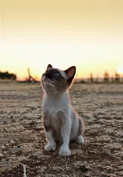 Kleine Katze auf dem Feld — Stockfoto