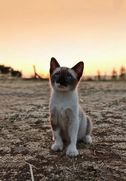 alanında küçük kedi