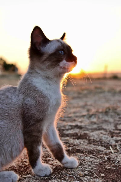 alanında küçük kedi