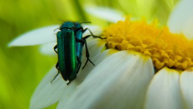 böcekler üzerinde papatya çiftleşme