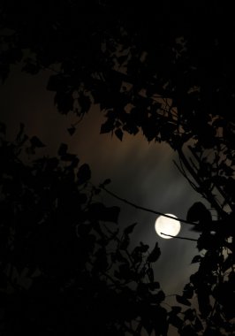 ağaçlar arasında moon