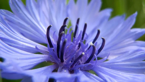 Dettaglio Margherita Blu — Foto Stock