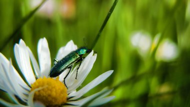 böcekler üzerinde papatya çiftleşme