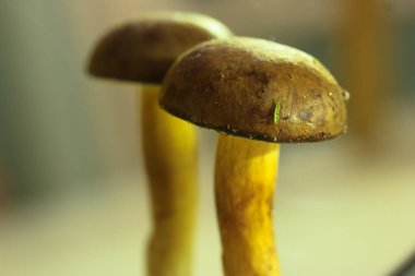 Polonya mantarı aynaya yansıyor, sonbahar hasadı