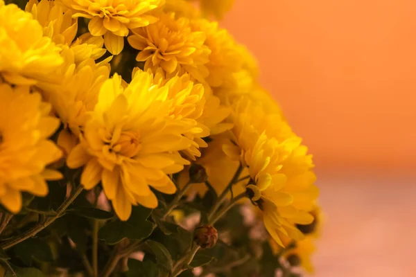 Ogromny Krzak Żółtych Chryzantemy Jesienne Kwiaty — Zdjęcie stockowe