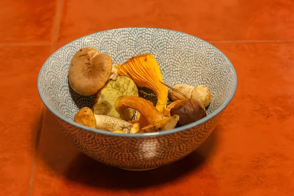 Cogumelos Diferentes Prato Azul Colheita Outono — Fotografia de Stock