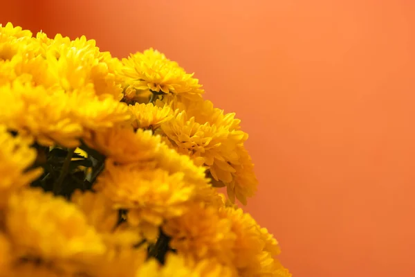 巨大的黄菊花丛 秋天的花朵 — 图库照片
