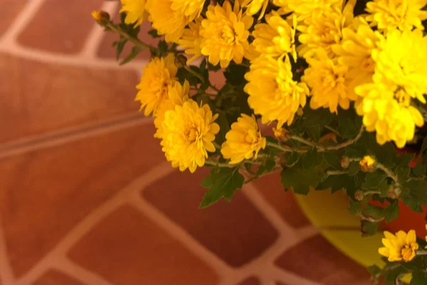Величезний Кущ Жовтих Хризантем Осінні Квіти — стокове фото