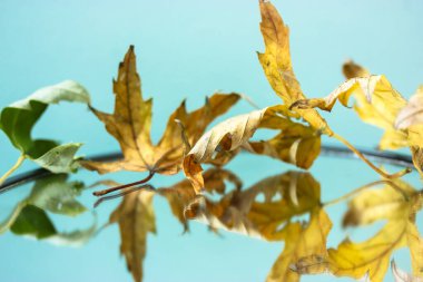 Ayna yüzeyinde düşen akçaağaç yaprakları, ona yansıyan, sonbahar durgun yaşamı