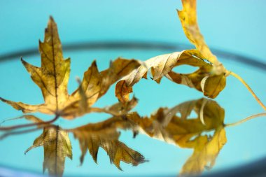 Ayna yüzeyinde düşen akçaağaç yaprakları, ona yansıyan, sonbahar durgun yaşamı