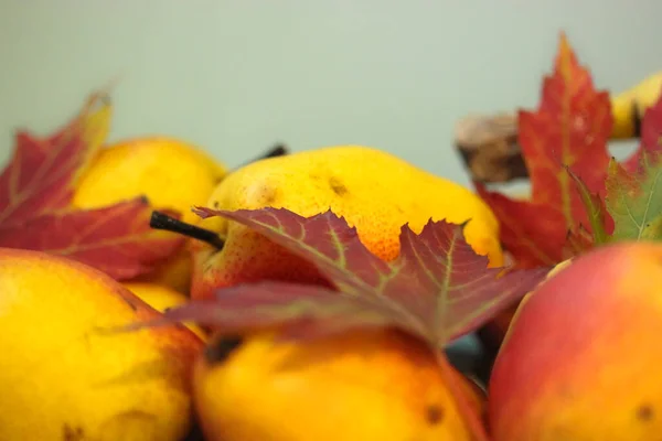 Herbst Stillleben Reife Saftige Birnen Und Ahornblätter Nahaufnahme — Stockfoto