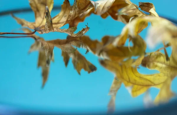 Gevallen Esdoorn Droge Bladeren Het Spiegeloppervlak Weerspiegeld Het Herfst Stilleven — Stockfoto