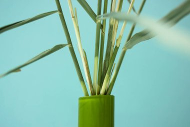 Evin mavi duvarının arka planında Reed sapı var. Konutların rahatlığını artıran detaylar.