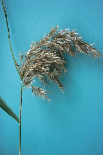 Kuru altın kabarık sazlar sonbaharda kapanıyor. Soyut doğal arkaplan.