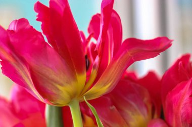 Bir buket pembe lale: doğum günü hediyesi.