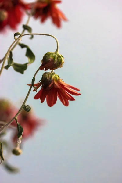 붉은 국화, 쇠잔 해 가는 꽃 — 스톡 사진