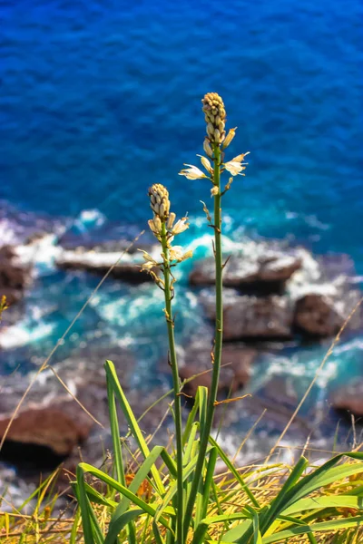 Зеленая трава на фоне голубого океана летом и маленькая лодка на горизонте — стоковое фото
