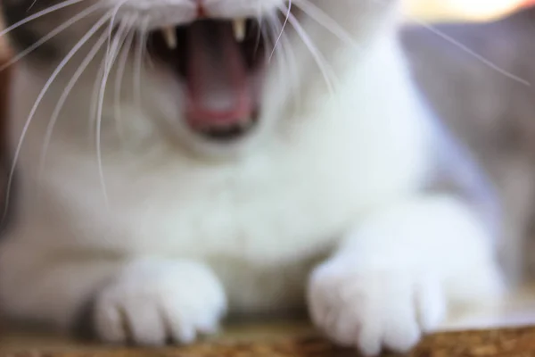 Смугастий Білий Сірий Домашній Кіт Позіхає Широкими Довгими Вусами Розмитий — стокове фото