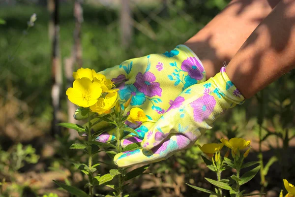 A woman in green gloves holding in her hands a bouquet of yellow flowers in the garden close-up. No face visible.
