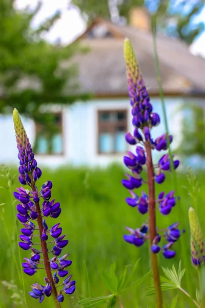 Florecientes altramuces de primer plano en el fondo de una casa blanca de estilo ucraniano, paisajes de Ucrania. Museo al aire libre Pirogovo en Ucrania, Europa — Foto de Stock