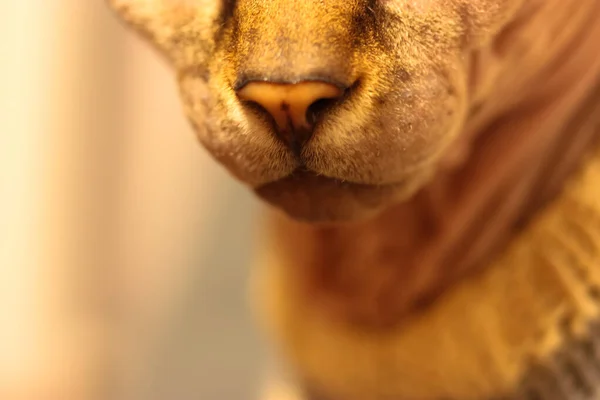 カナダのスフィンクス猫 口と鼻のクローズアップとぼやけた背景 ニットウールセーターの私の素敵なペット — ストック写真