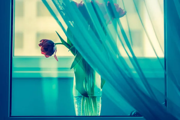 Tulipanes rojos en un jarrón transparente en el alféizar de la ventana, tul blanco en primer plano —  Fotos de Stock