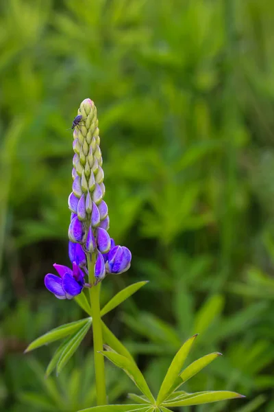 Bloeiende lupine velden, paarse bloemenclose-up in de tuin in de zomer of het voorjaar — Stockfoto