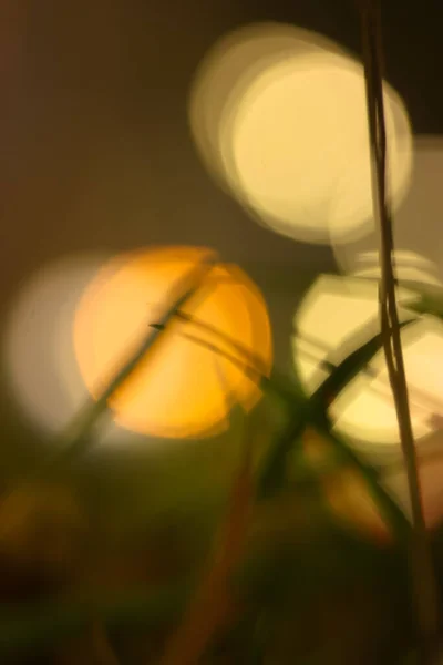 Silhouette d'herbes sur le fond des lumières rondes lumineuses des phares de voiture, fond flou et arrière-plan avant contrasté. — Photo