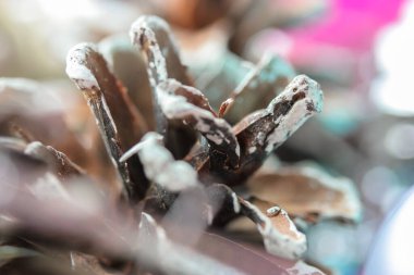 Çam kahverengi tümsek yakın plan, Yeni Yıl şenlik arka planı