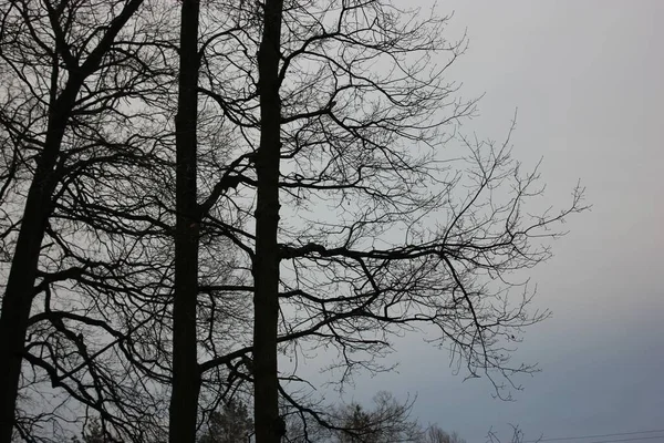 冬は灰色の暗い空に対して裸の木の枝。高品質の写真 — ストック写真