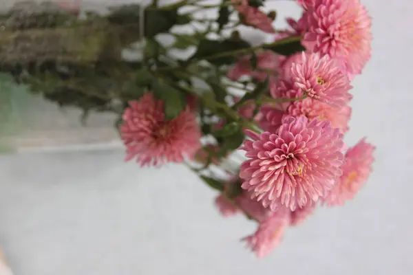 Crisântemos cor-de-rosa em um vaso de vidro em um fundo embaçado luz, férias — Fotografia de Stock