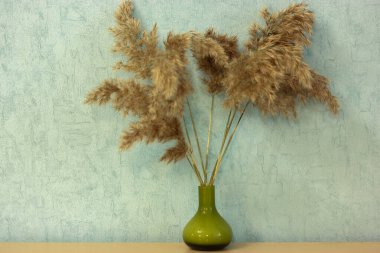 Pampas otu ya da Cortaderia dioecious, Sello, küçük yeşil bir vazoda, bir evin içinde mavi bir duvara yakın plan. 