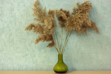 Pampas grass or cortaderia dioecious, Sello, in a little green vase close-up against a blue wall in a home interior.  clipart