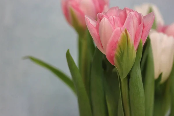 Mavi bir duvara karşı bir vazo içinde pembe ve beyaz lale buketi. 8 Mart 'ta bir kız ya da anne için doğum günü hediyesi. Bahar çiçekleri. — Stok fotoğraf