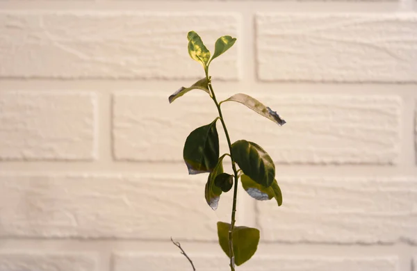 Inicio limonero o naranjo con hojas verdes y un tronco delgado contra una pared de ladrillo blanco, flores exóticas y árboles creciendo —  Fotos de Stock