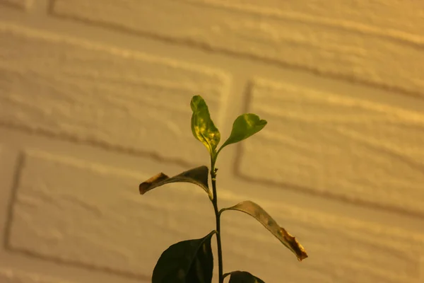 Inicio limonero o naranjo con hojas verdes y un tronco delgado contra pared de ladrillo —  Fotos de Stock