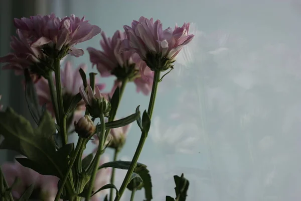Букет розовых маленьких хризантем на светлом фоне, День матери, День рождения или День Святого Валентина — стоковое фото