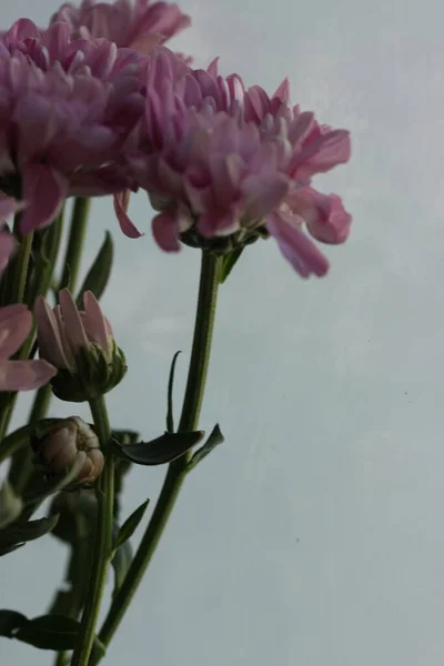 Kytice růžové malé chryzantémy na světlém pozadí, Den matek, Narozeniny nebo Valentýna pozdrav — Stock fotografie