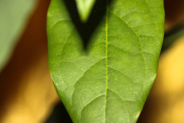 Mango yaprağı yakın çekim ve yaprak, ev bitkileri ve bahçecilikten zıt gölge