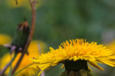 Bahar, nisan ve mayıs aylarında taze yeşil çimlere karşı açan sarı karahindibalar. 