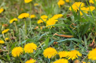 Bahar, nisan ve mayıs aylarında taze yeşil çimlere karşı açan sarı karahindibalar. 