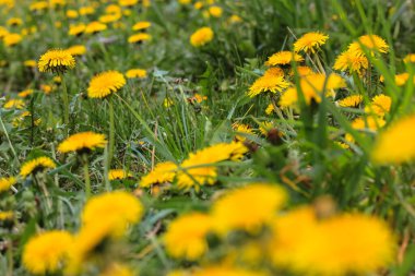 Bahar, nisan ve mayıs aylarında taze yeşil çimlere karşı açan sarı karahindibalar. 