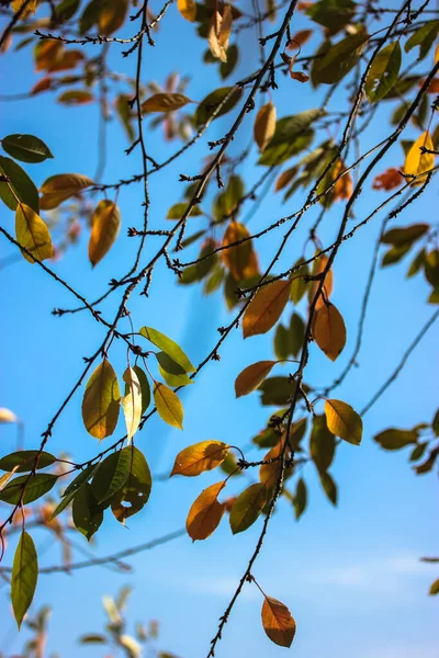 Ramos finos com folhas verdes e amarelas de uma cerejeira sem fruto contra um céu azul em horário de verão ou de outono. De volta ao natural — Fotografia de Stock