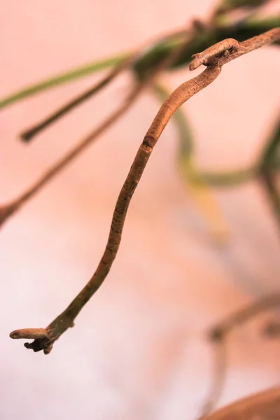 Ρίζες και αμπέλια του τροπικού φυτού Monstera deliciosa, της ζούγκλας του σπιτιού και της αγάπης για τη φύση — Φωτογραφία Αρχείου