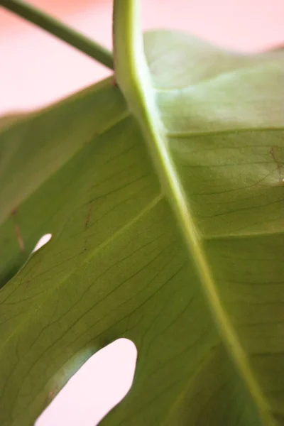 Зелене листя рослини Monstera deliciosa close-up, tropical indoor plants care, home jungle — стокове фото