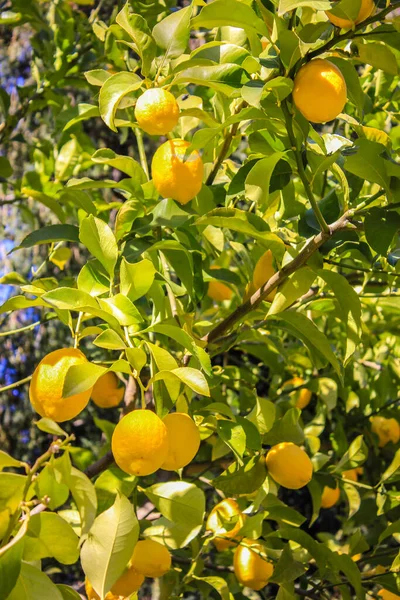 Uma árvore com limões amarelos maduros em seus ramos entre as folhas verdes, colhendo em uma fazenda no verão, Greece — Fotografia de Stock