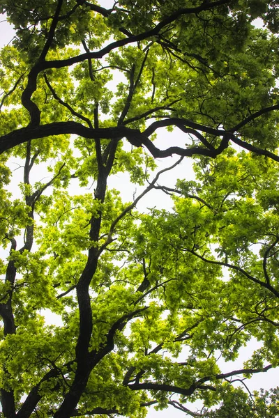 Корони високих дубових дерев з пишним молодим зеленим листям навесні, єдність з природою — стокове фото