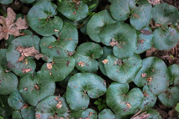 Vista superior de las hojas verdes redondas de Asarum europaeum, jardín botánico o fondo de la selva en primavera o verano. —  Fotos de Stock