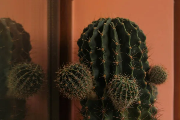 A cactus with sharp prickles and small side shoots against an orange wall — Stock Photo, Image